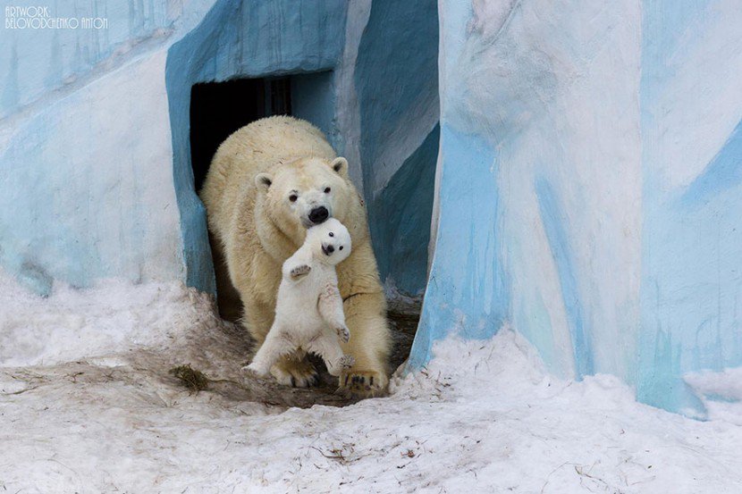 The Cutest Animal Parenting Moments 1