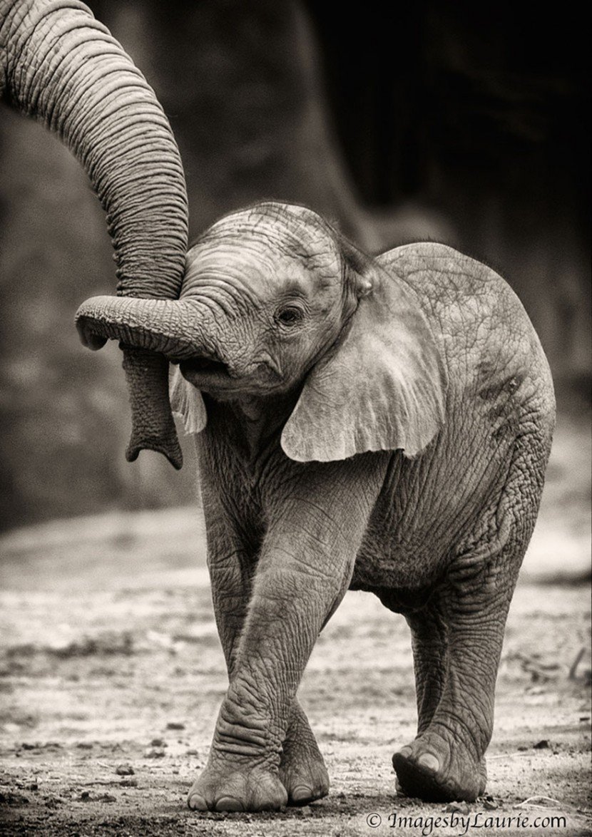 The Cutest Animal Parenting Moments 10