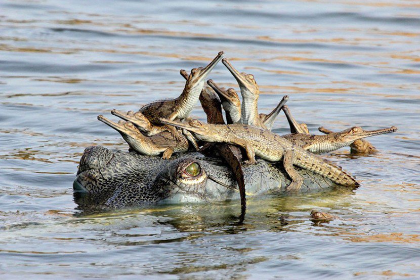 The Cutest Animal Parenting Moments 17