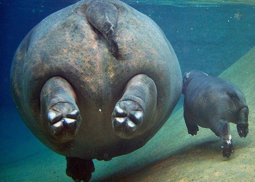 The Cutest Animal Parenting Moments 19