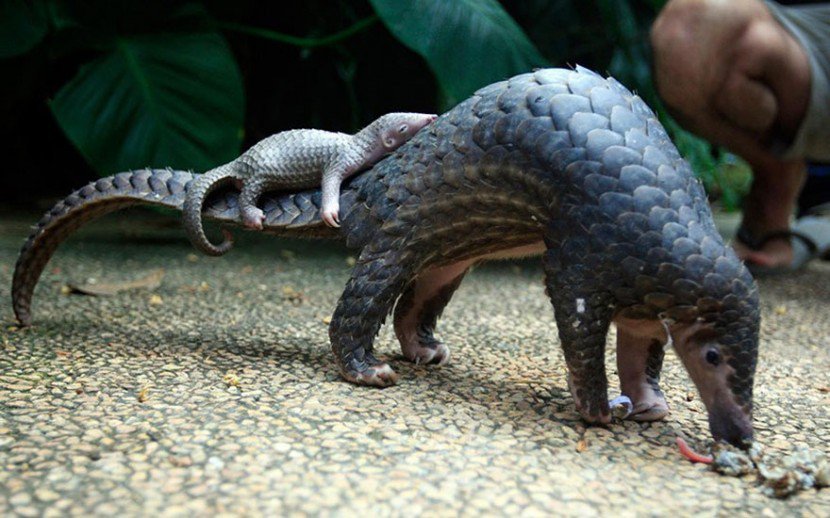 The Cutest Animal Parenting Moments 22