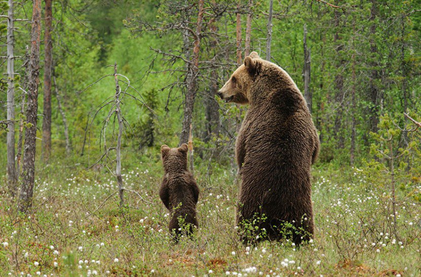 The Cutest Animal Parenting Moments 25